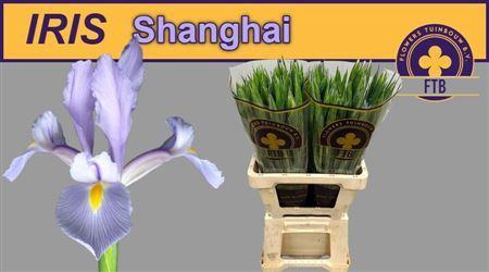 <h4>Iris Shanghai Licht Blauw</h4>