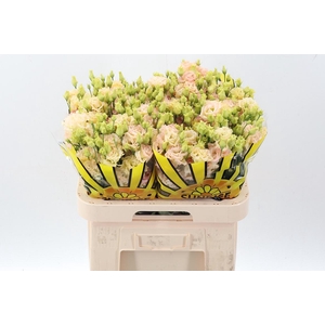 Eus G Alissa Champag