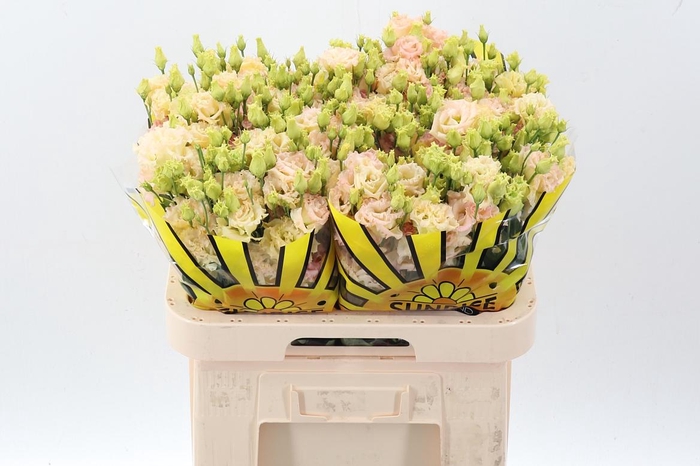 <h4>Eus G Alissa Champag</h4>