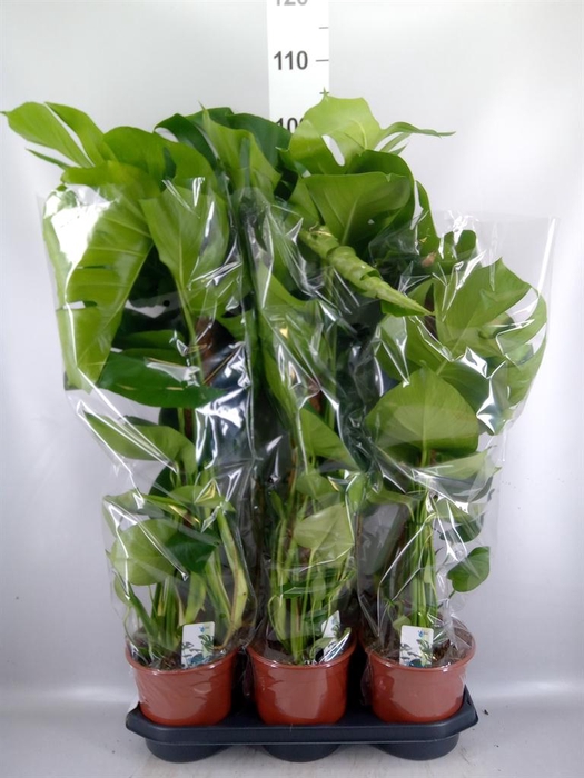 <h4>Monstera delic.</h4>
