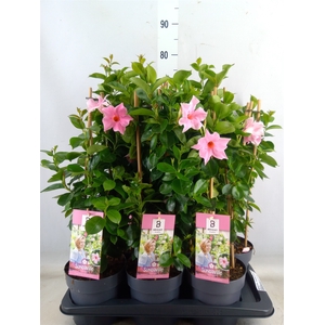 Mandevilla  'Sundavil Cream Pink'