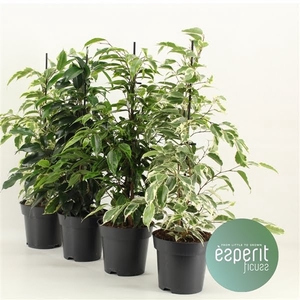 Ficus benjamina Royal Mix 3-4 srt