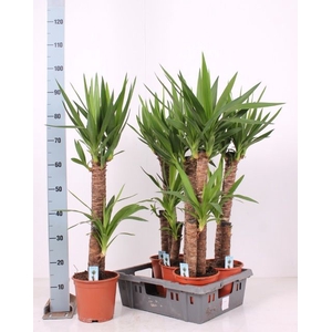YUCCA