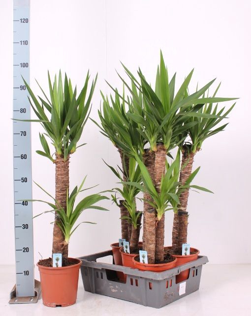 <h4>YUCCA</h4>