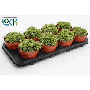 Peperomia Happy Bean