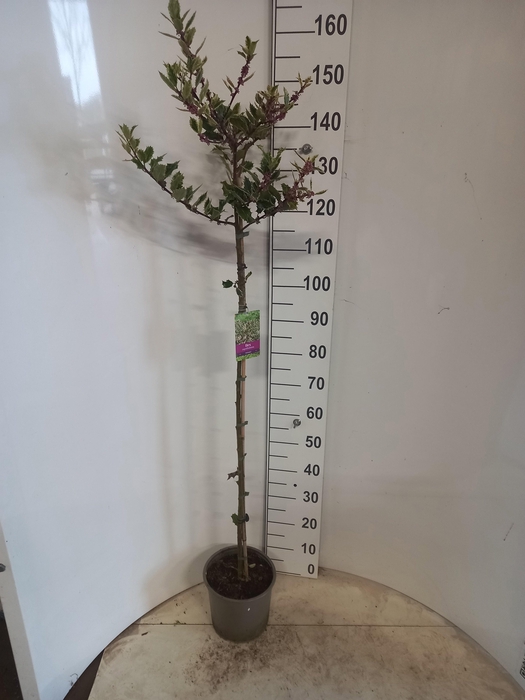 <h4>ILEX AQUIFOLIUM</h4>