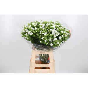 Phlox P Whitecap