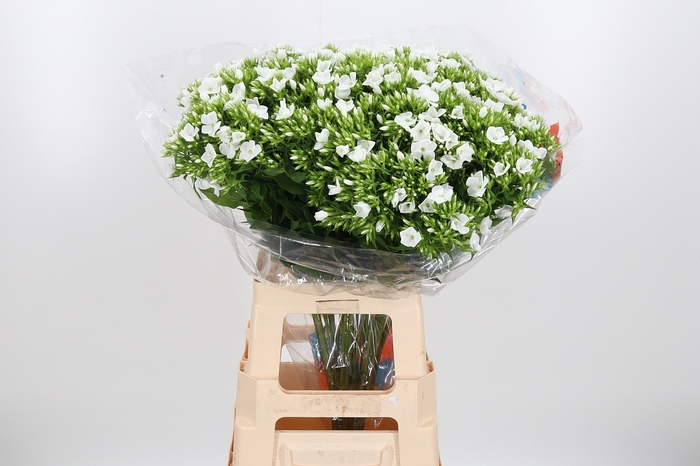 <h4>Phlox P Whitecap</h4>