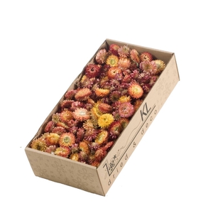 Helichrysum Heads 100gr Sb Natural Salmon