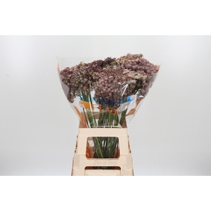 Daucus Carota