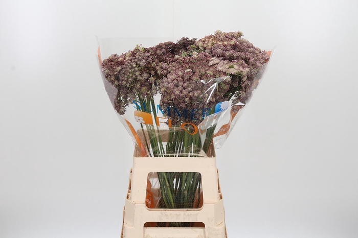 <h4>Daucus Carota</h4>