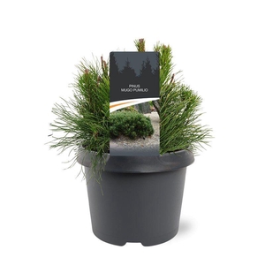 Pinus mugo subsp. pumilio