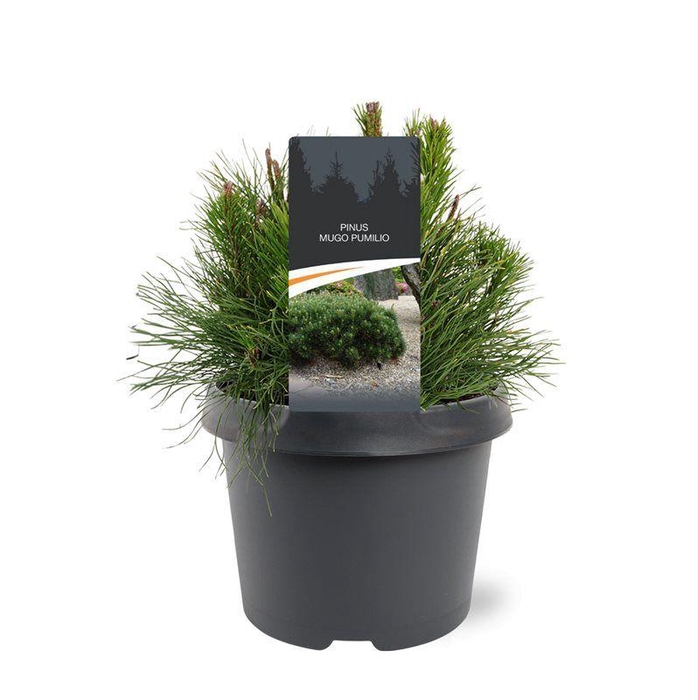<h4>Pinus mugo subsp. pumilio</h4>
