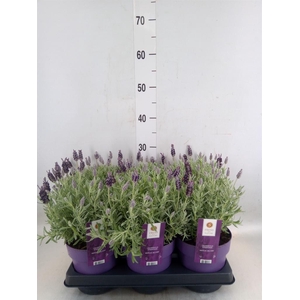 Lavandula stoec. 'Anouk Silver'
