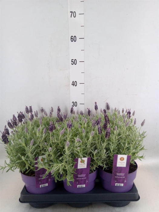 <h4>Lavandula stoec. 'Anouk Silver'</h4>