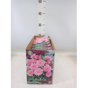 Dahlia ...flowerbulbs