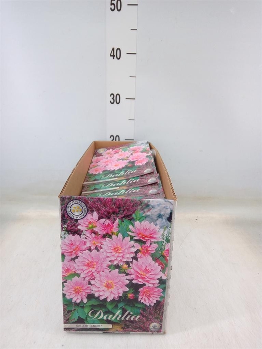 <h4>Dahlia   ...flowerbulbs</h4>