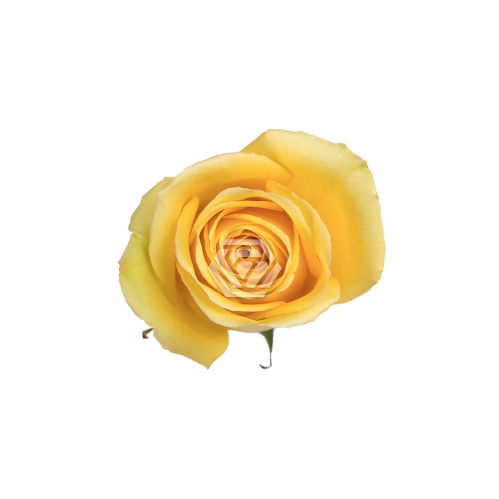 <h4>R GR BIKINI</h4>