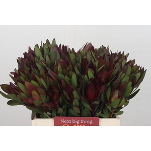 Leucadendron Saf Sunset Dark Red