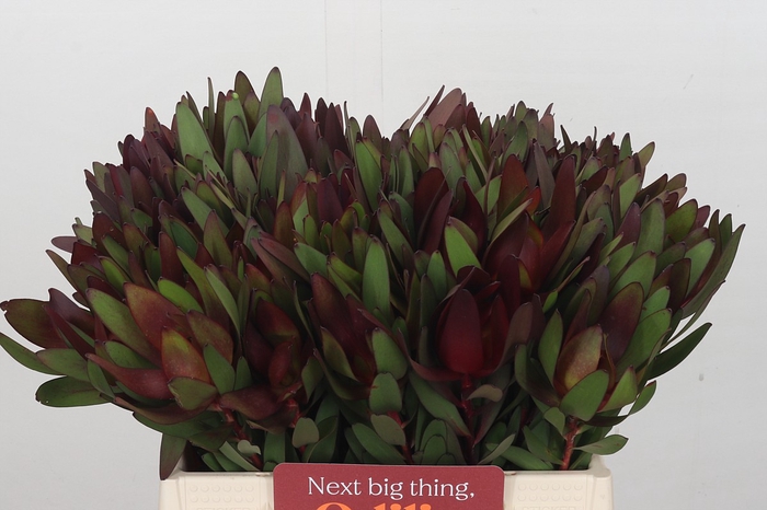 <h4>Leucadendron Saf Sunset Dark Red</h4>