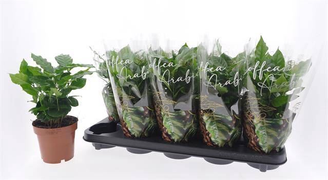 <h4>Coffea arabica</h4>
