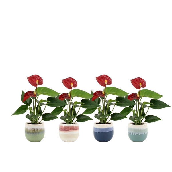 <h4>Anthurium Micra Pearl in Malaga ceramics</h4>