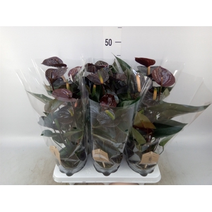 Anthurium  'Black Love'