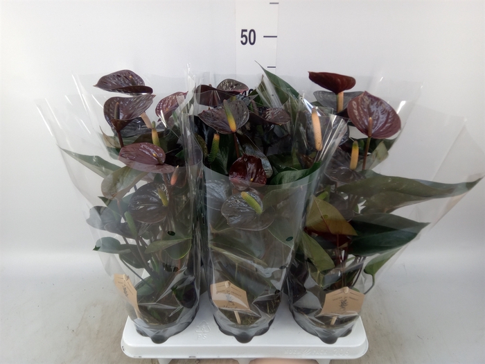 <h4>Anthurium  'Black Love'</h4>
