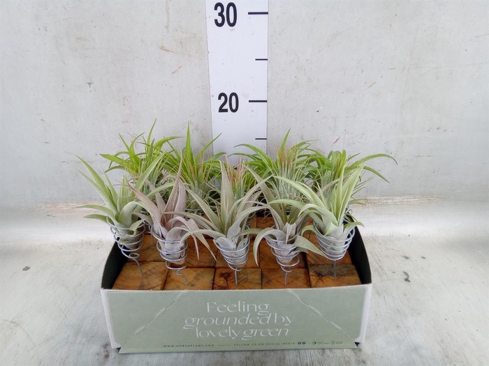 <h4>Arr.  Tillandsia L%</h4>