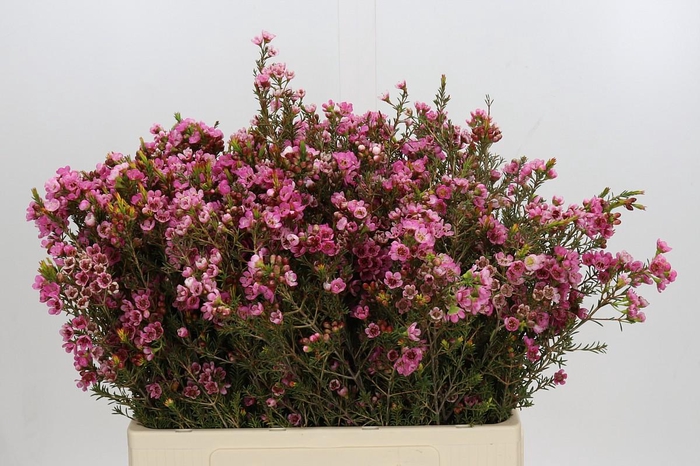 <h4>Chamelaucium Sarah's Delight</h4>