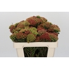 Kaaps Groen Red Brunia