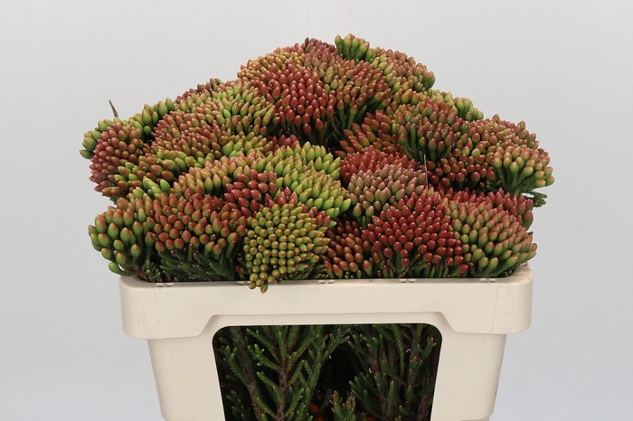 <h4>Kaaps Groen Red Brunia</h4>