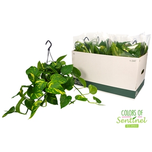 Epipremnum pinnatum hanging 15Ø 40cm