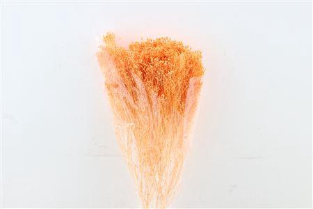 <h4>Dried Brooms Salmon Bunch</h4>