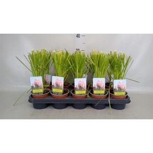 Cortaderia sell.