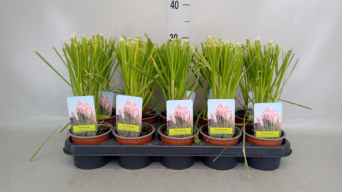 <h4>Cortaderia sell.</h4>