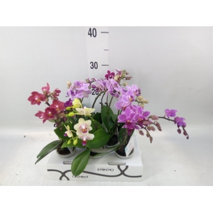 Phalaenopsis   ...mini