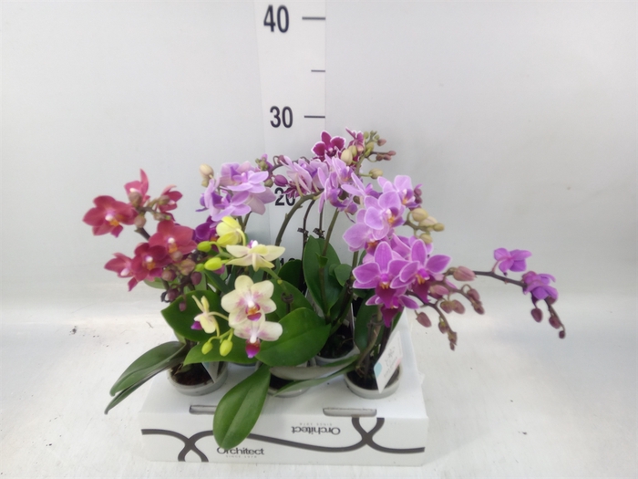 <h4>Phalaenopsis   ...mini</h4>
