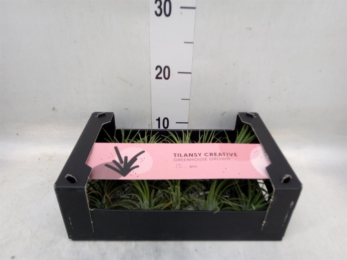 <h4>Tillandsia ionantha</h4>