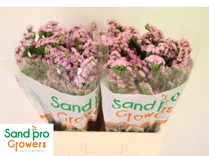 <h4>LIM S LUCIA PINK</h4>