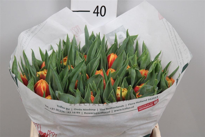 <h4>Tu Du Edition</h4>