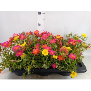 Portulaca   ...