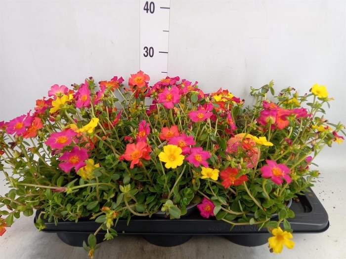 <h4>Portulaca   ...</h4>