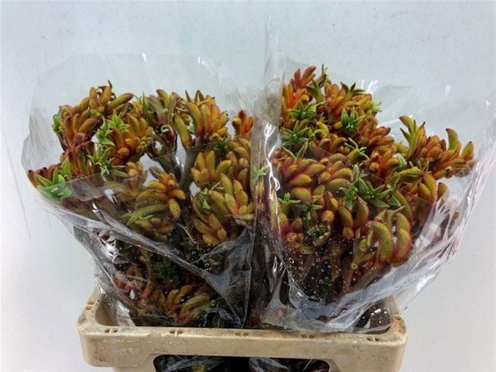 <h4>ANIGOZ BUSH TANGO</h4>