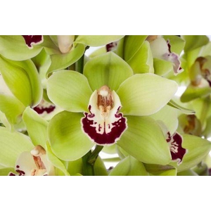 CYMB GR MACHTELD X12