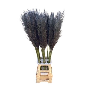 CORTA SELLOAN GREY