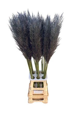 <h4>CORTA SELLOAN GREY</h4>