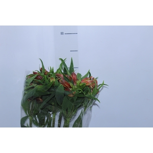 ALSTROEMERIA CHEERIO 080 CM