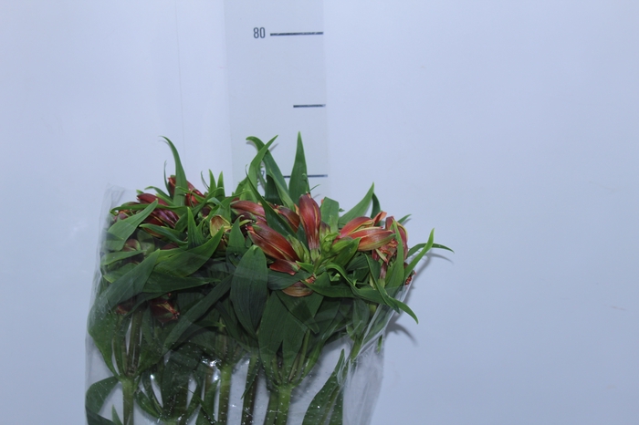 <h4>ALSTROEMERIA CHEERIO 080 CM</h4>