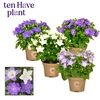 Campanula Isophylla Mix